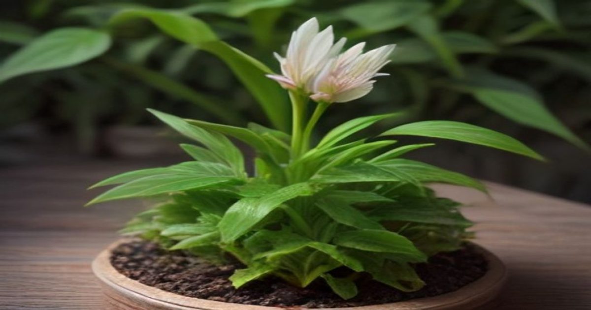 seedhub 应用主界面数据看板示意图，展示最近归档的资源统计与标签分类